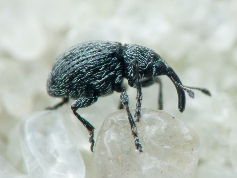 Squamapion atomarium (W. Kirby, 1808)